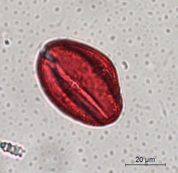 Parthenocissus inserta image