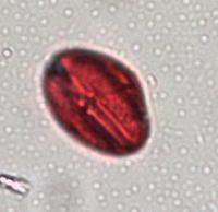 Image of Parthenocissus inserta