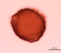 Lonicera reticulata image