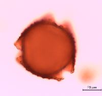 Lonicera reticulata image