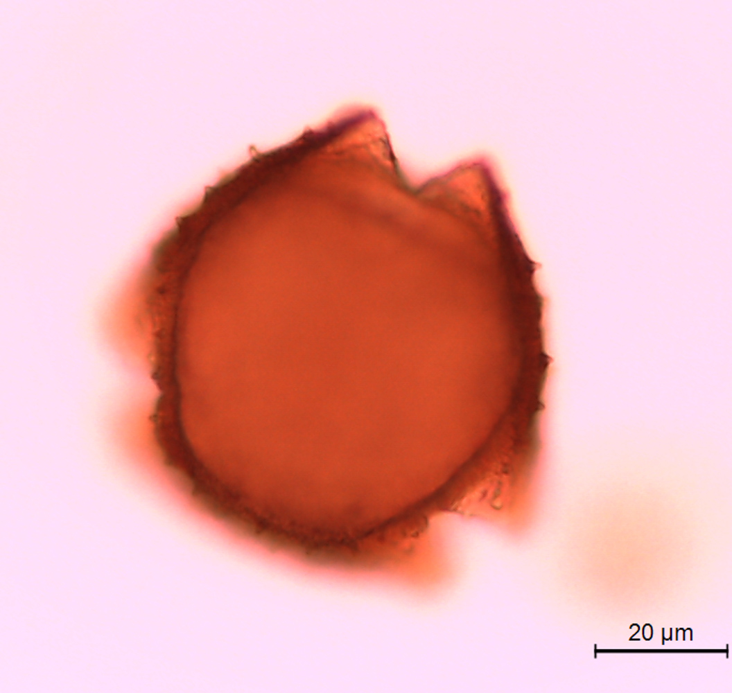 Lonicera reticulata image