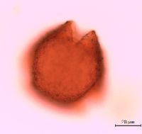 Lonicera reticulata image