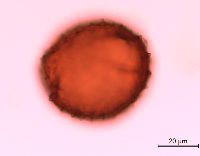 Lonicera reticulata image