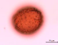 Lonicera reticulata image