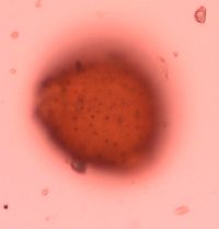 Lonicera reticulata image