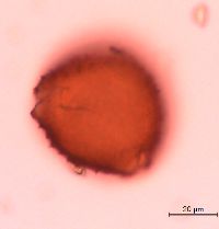 Lonicera reticulata image