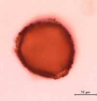 Lonicera reticulata image