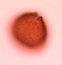 Lonicera reticulata image