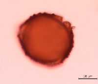 Lonicera reticulata image