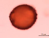 Lonicera reticulata image