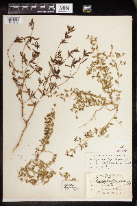 Euphorbia geyeri image