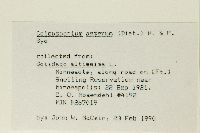 Solidago altissima subsp. altissima image