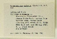 Solidago altissima subsp. altissima image