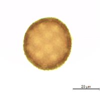 Silene latifolia image