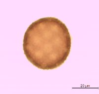 Silene latifolia image