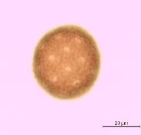 Silene latifolia image