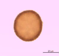 Image of Silene latifolia