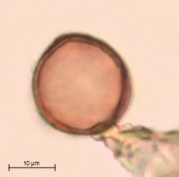 Stellaria crassifolia image