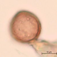 Stellaria crassifolia image