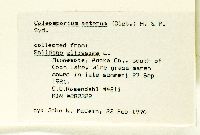 Solidago altissima subsp. altissima image