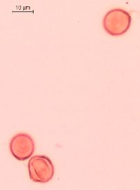 Caulophyllum thalictroides image