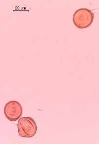Caulophyllum thalictroides image