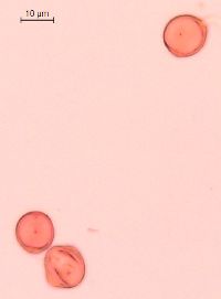 Caulophyllum thalictroides image
