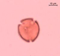 Caulophyllum thalictroides image