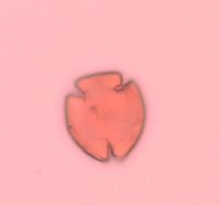 Caulophyllum thalictroides image