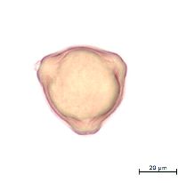 Circaea alpina subsp. alpina image