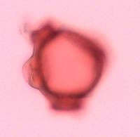 Circaea alpina subsp. alpina image