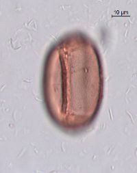 Image of Brasenia schreberi