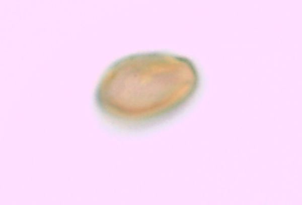 Triadenum fraseri image