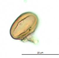 Triadenum fraseri image