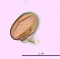 Triadenum fraseri image