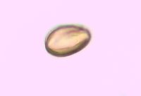 Triadenum fraseri image
