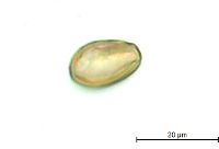 Triadenum fraseri image