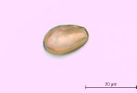 Triadenum fraseri image