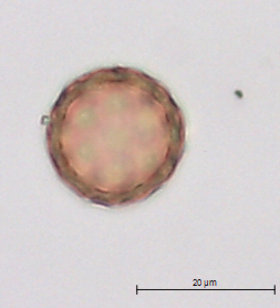 Corispermum pallasii image