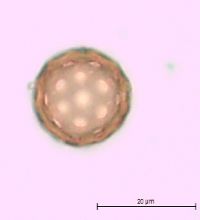 Corispermum pallasii image