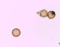 Corispermum pallasii image