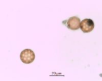 Corispermum pallasii image