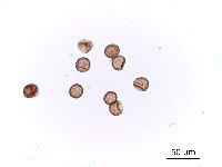 Amaranthus albus image