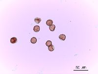 Image of Amaranthus albus