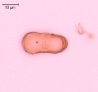 Carum carvi image