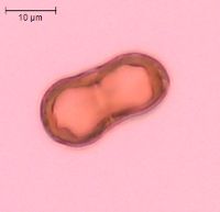 Carum carvi image