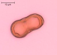 Carum carvi image
