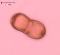 Carum carvi image