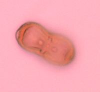 Carum carvi image