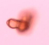 Carum carvi image